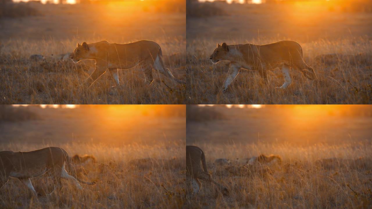 狮子在日出时在野生动物保护区的草地上行走