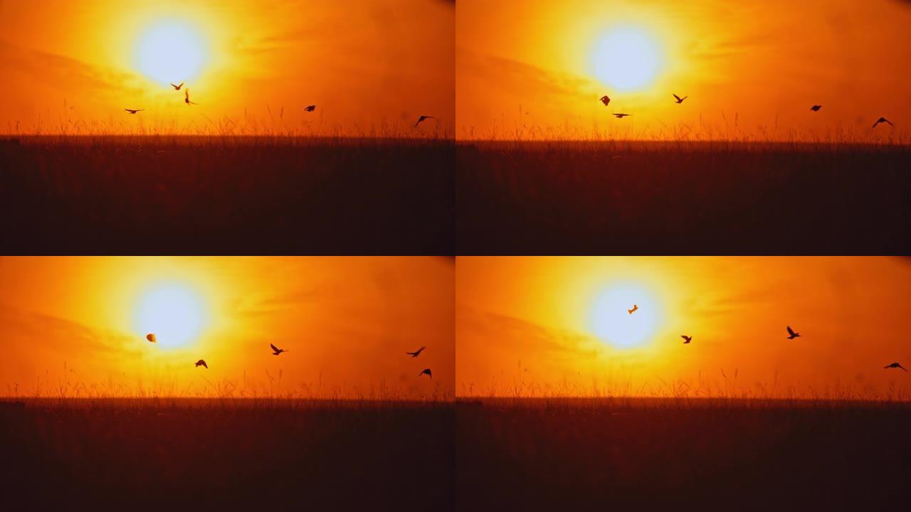 剪影的鸟儿在日出天空下的自然保护区上飞过