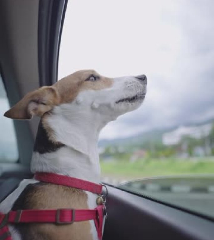 垂直杰克罗素梗狗在汽车上观看风景路线