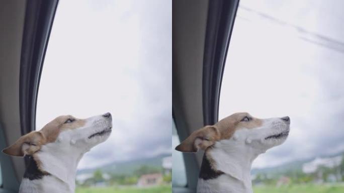 垂直杰克罗素梗狗在汽车上观看风景路线