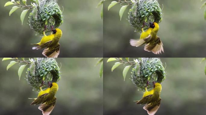 慢动作。Close-up.Southern蒙面的织布鸟展示来吸引一只雌性到他的新巢家园