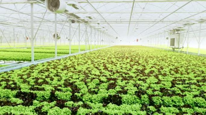 温室中空中生长的生菜