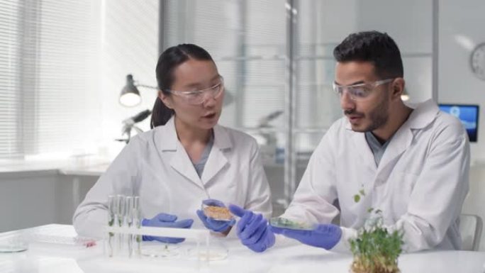 生物学研究人员检查转基因植物