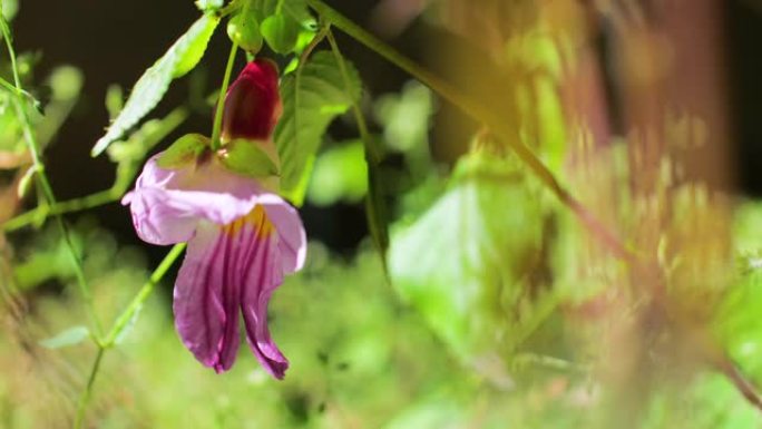 凤仙花psittacina: 鹦鹉花紫色和粉红色花，香菇科