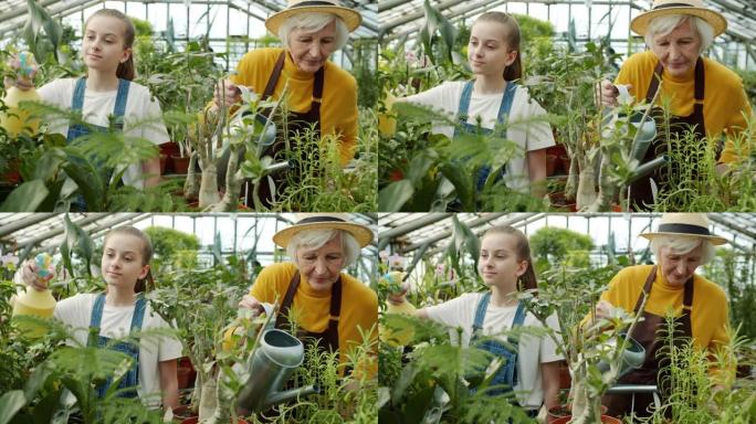 资深奶奶和乐于助人的孩子一起在温室里浇水和喷洒植物