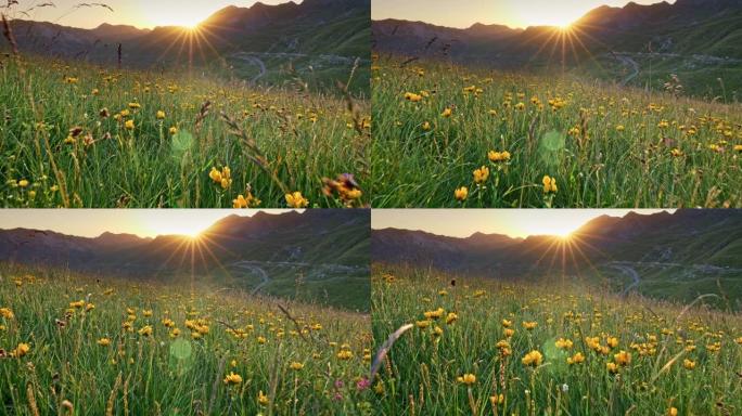 相机在草地上穿过黄色的高山花朵。日落夏季的阿尔卑斯山。明亮的橙色阳光从山后出现，照在高山草甸的黄色野