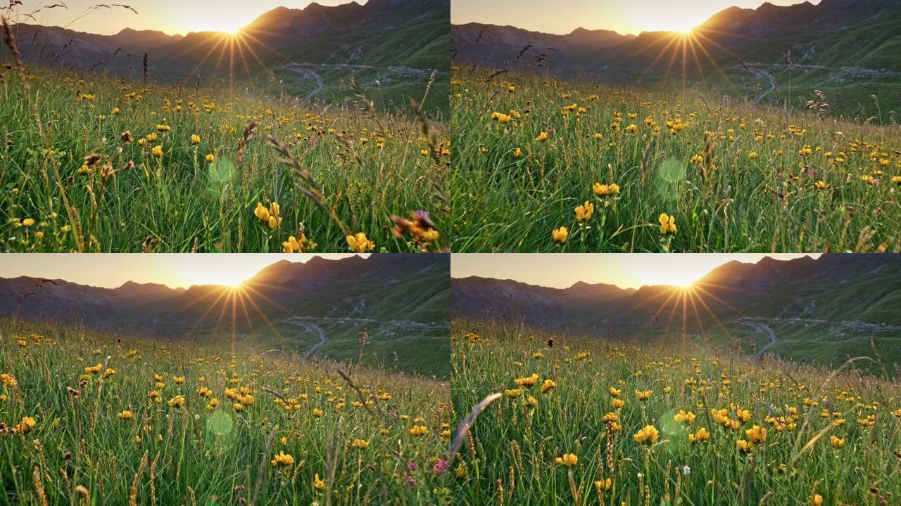 相机在草地上穿过黄色的高山花朵。日落夏季的阿尔卑斯山。明亮的橙色阳光从山后出现，照在高山草甸的黄色野