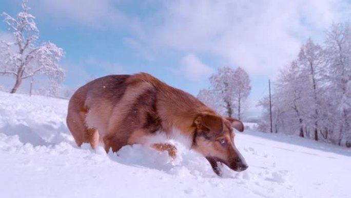 慢动作: 充满活力的可爱的幼犬在新鲜的雪中飞雪后跳