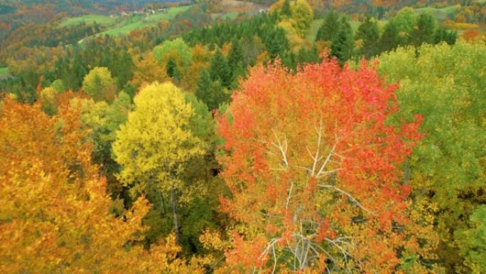 空中: 以秋天的鲜艳色彩在美丽的森林树梢上方飞行