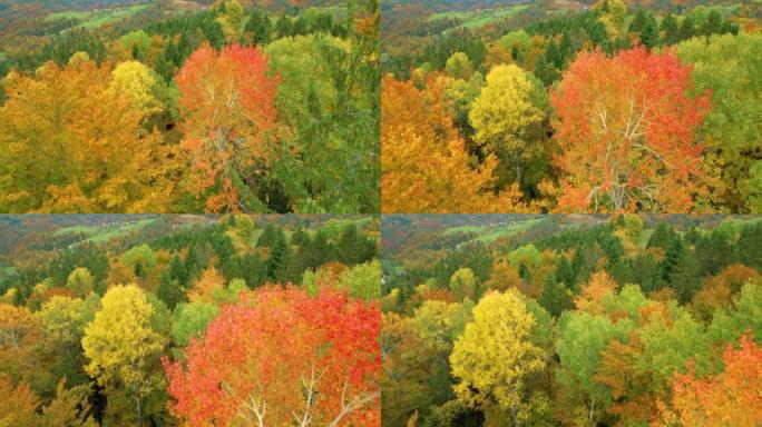 空中: 以秋天的鲜艳色彩在美丽的森林树梢上方飞行