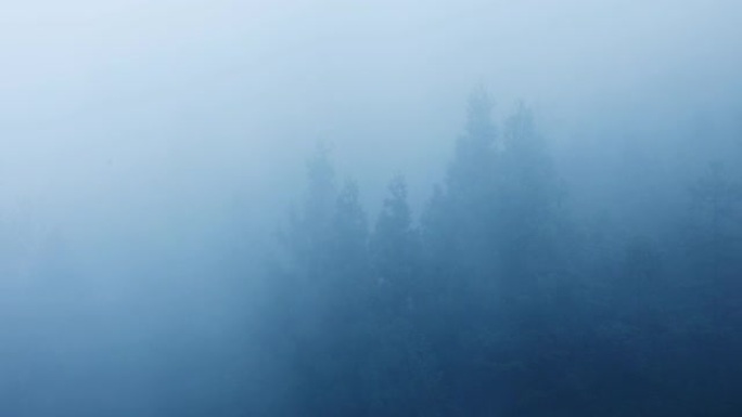 雾中的山树绿色画卷景色