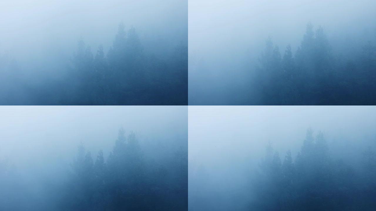 雾中的山树绿色画卷景色