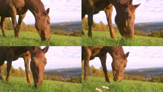 特写: 美丽的棕色母马在一个阳光明媚的秋天吃绿草