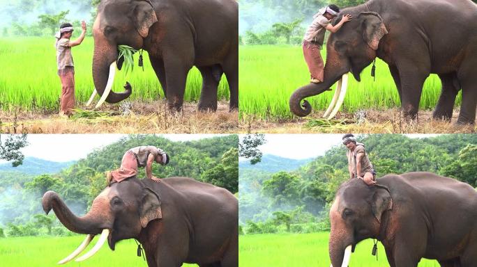 大象看守人正在爬上去骑大象。在农村，人们和大象过着他们的生活。爱，人们与大象的纽带。和谐地生活在农村