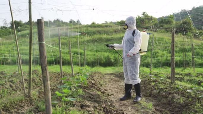 一名亚洲中国女农民，穿着防护服喷洒在农场的苦涩植物上进行消毒