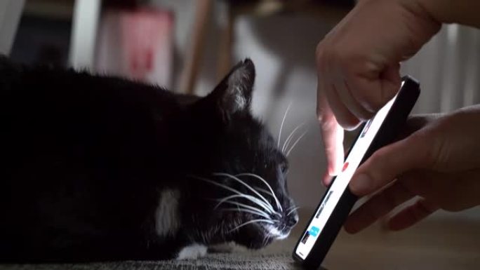 MS Person将手机屏幕上的东西指向猫