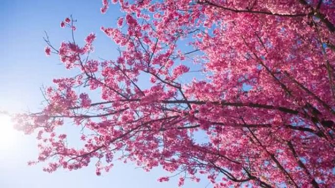 阳光照亮的春天盛开的樱桃树