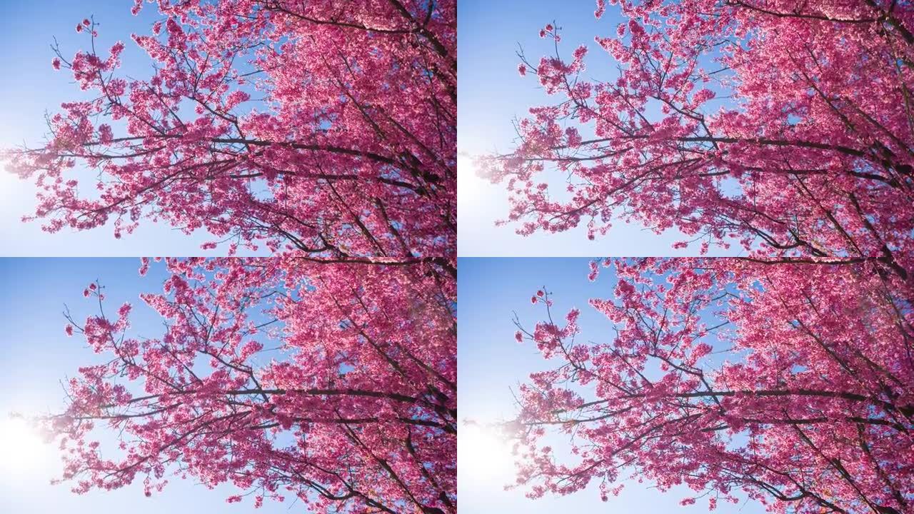 阳光照亮的春天盛开的樱桃树