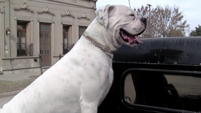 皮卡车后挡板上的白色拳击手狗。