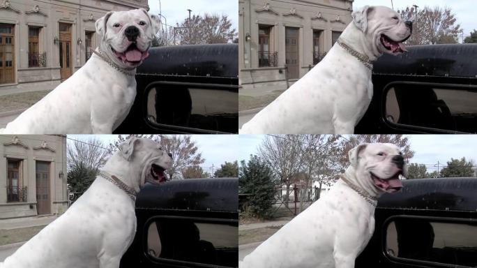 皮卡车后挡板上的白色拳击手狗。