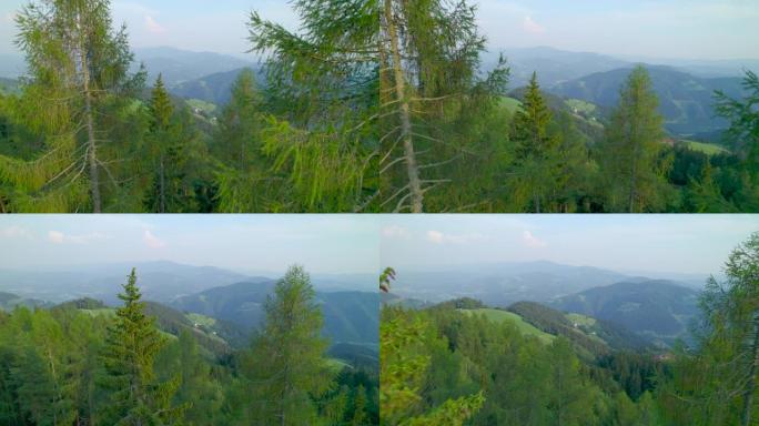 空中: 春季绿色落叶松树之间的飞行，揭示了丘陵乡村