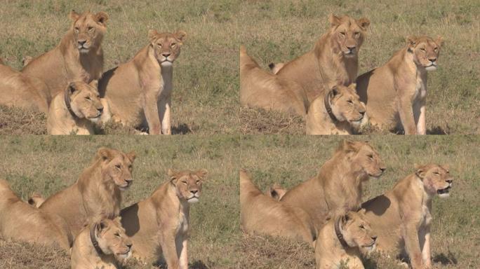 特写: 一群年轻的狮子在狩猎期间观察非洲大草原。