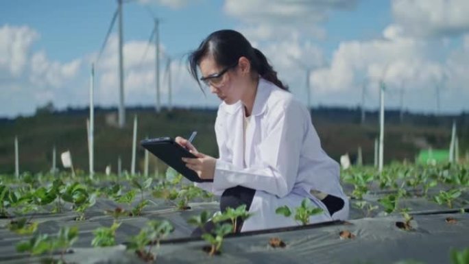 植物学家仔细检查了在农场种植的