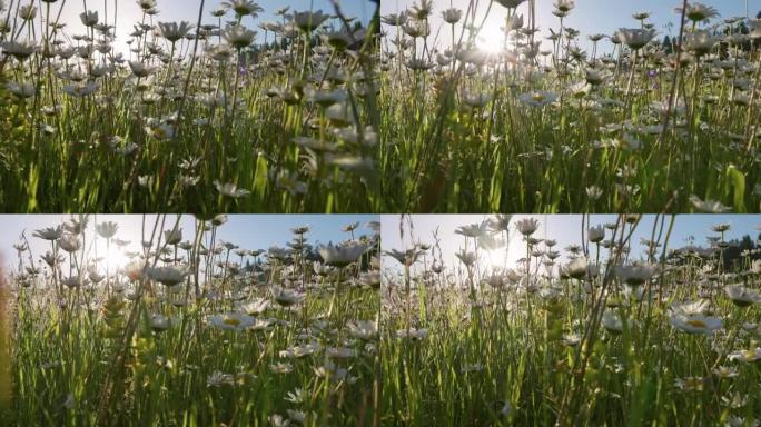 早晨的阳光穿透湿的白色和黄色的雏菊花。夏天的早晨，在长满鲜花的草地上。