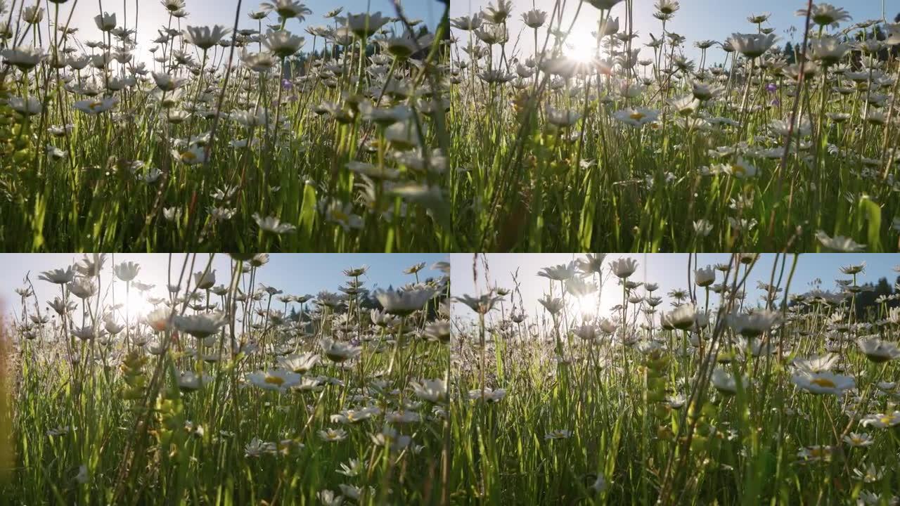 早晨的阳光穿透湿的白色和黄色的雏菊花。夏天的早晨，在长满鲜花的草地上。