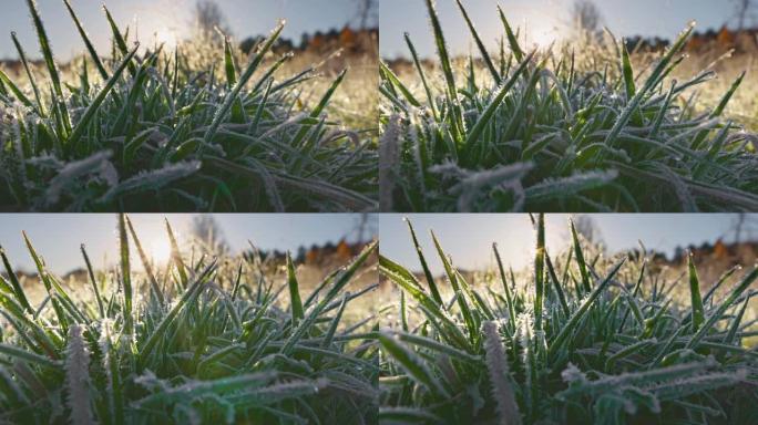 夜晚结霜后，太阳穿过草地上的绿草。寒冷的夜晚后，草地上的冰和霜颗粒。初霜，冬天来了