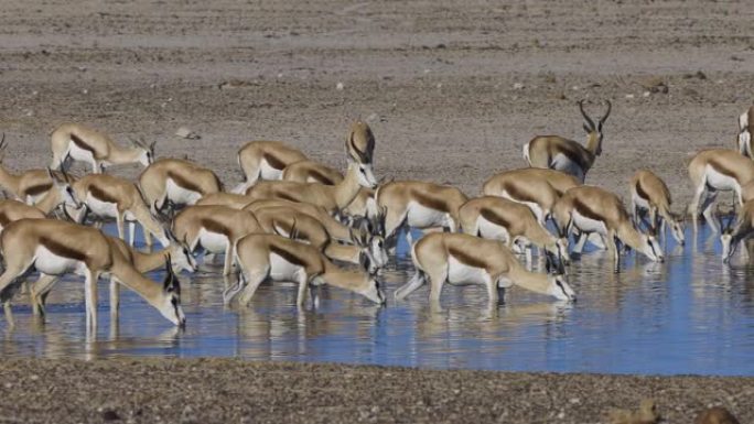 在纳米比亚埃托沙国家公园的水坑里，一群跳羚喝酒的全景