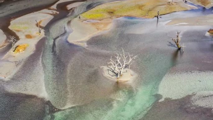 湖和枯树形成一幅画