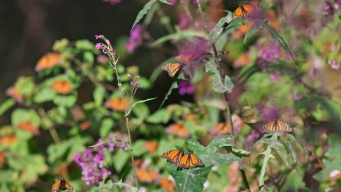 很多蝴蝶坐在花和植物上，在空中飞翔。帝王蝶生物圈保护区，墨西哥