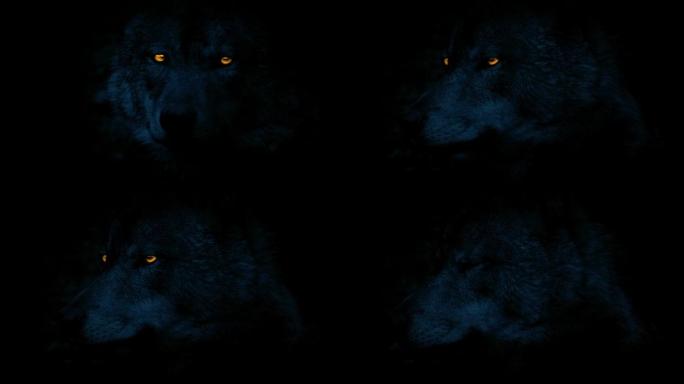 狼在晚上用火热的眼睛环顾四周
