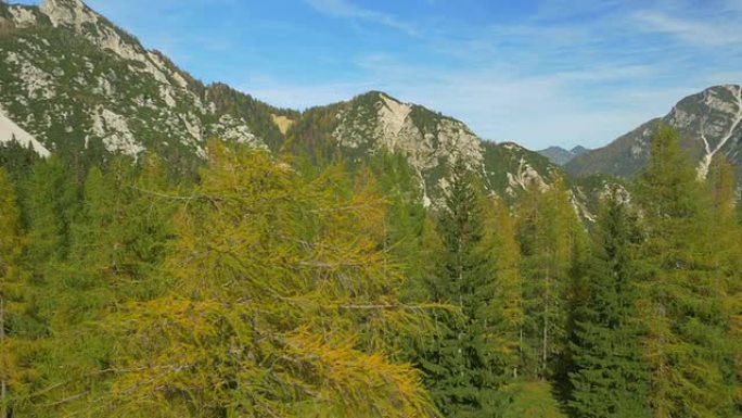 空中: 在山上的黄色落叶松树周围飞行