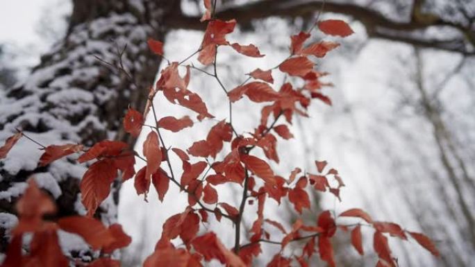 被雪覆盖的森林中充满活力的红叶