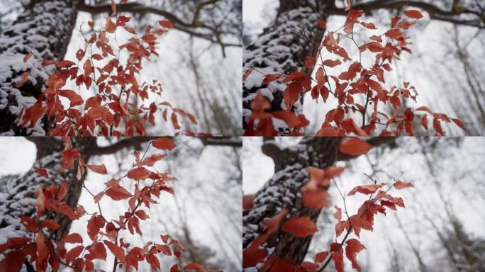 被雪覆盖的森林中充满活力的红叶