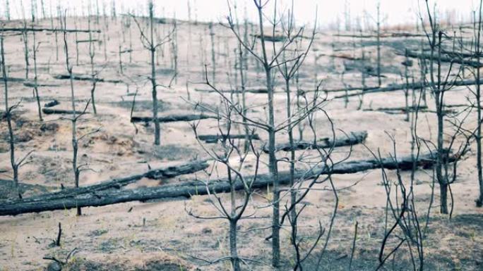 林地火灾区有很多烧焦的树木