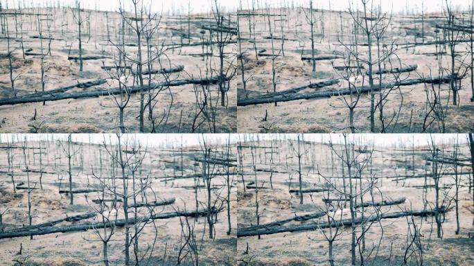 林地火灾区有很多烧焦的树木
