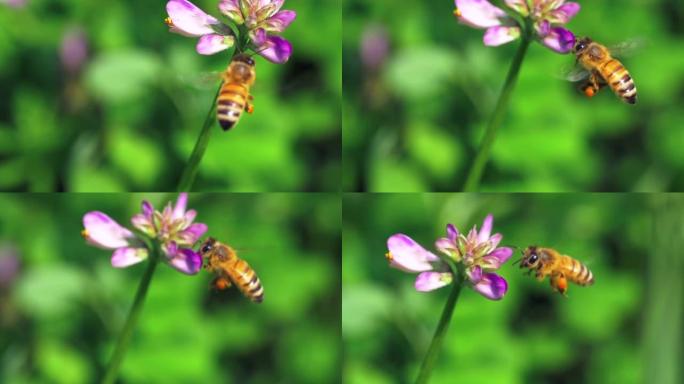 蜜蜂在春天的田野里飞花的特写