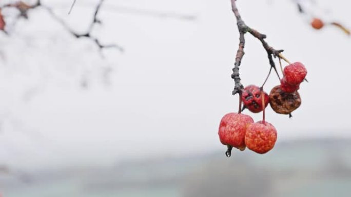 在寒冷的秋日，苹果在一棵老苹果树上腐烂