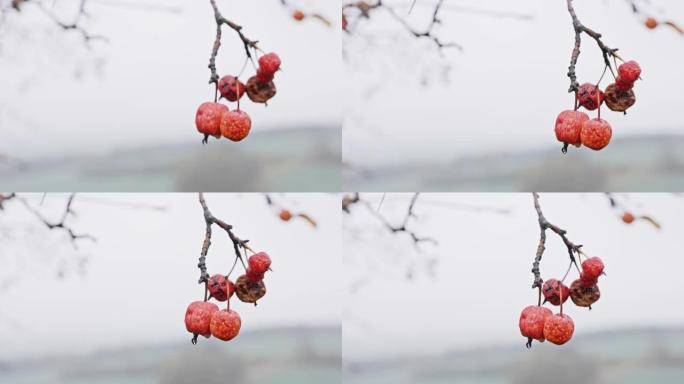 在寒冷的秋日，苹果在一棵老苹果树上腐烂