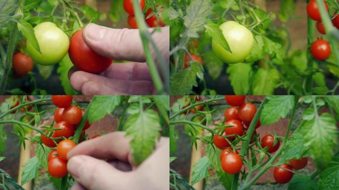 番茄是从普通和樱桃大小的藤蔓上摘下的