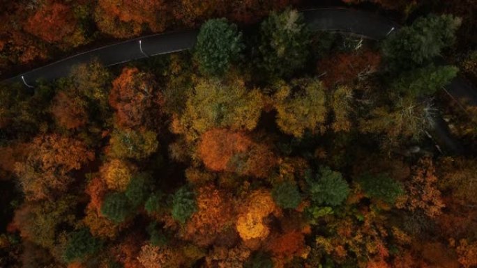 秋天在美丽的森林中蜿蜒的道路。航拍视频正上方