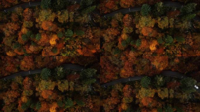 秋天在美丽的森林中蜿蜒的道路。航拍视频正上方