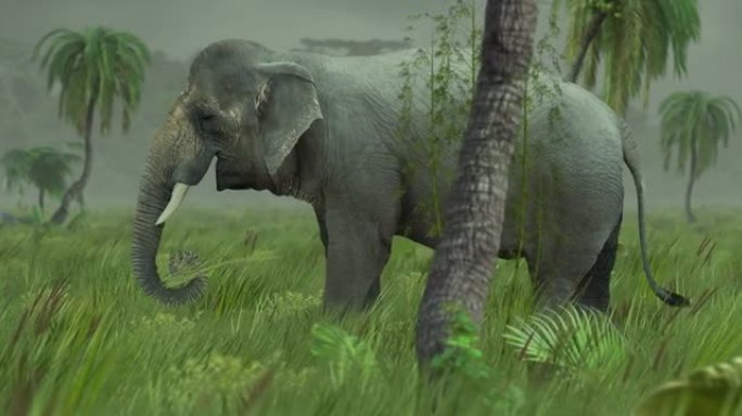 丛林中的亚洲象