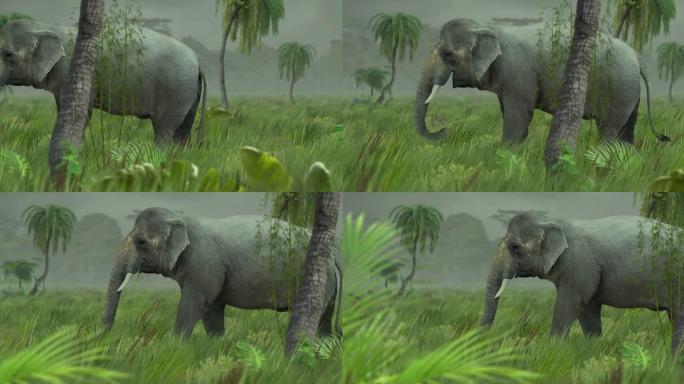 丛林中的亚洲象