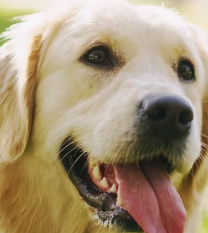 忠诚的金毛猎犬狗坐在绿色的后院草坪上，看着相机。顶级犬种血统标本显示了它的聪明，可爱和高贵的美。垂直