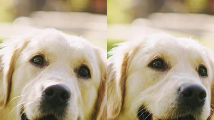 忠诚的金毛猎犬狗坐在绿色的后院草坪上，看着相机。顶级犬种血统标本显示了它的聪明，可爱和高贵的美。垂直