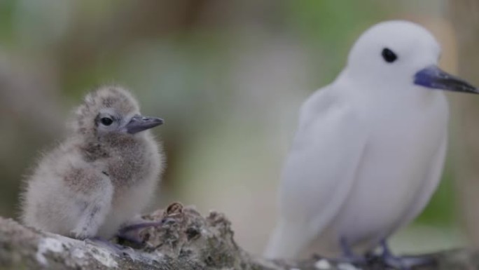 一只可爱的蓬松的白色燕鸥小鸡坐在树枝上的母亲旁边的特写镜头